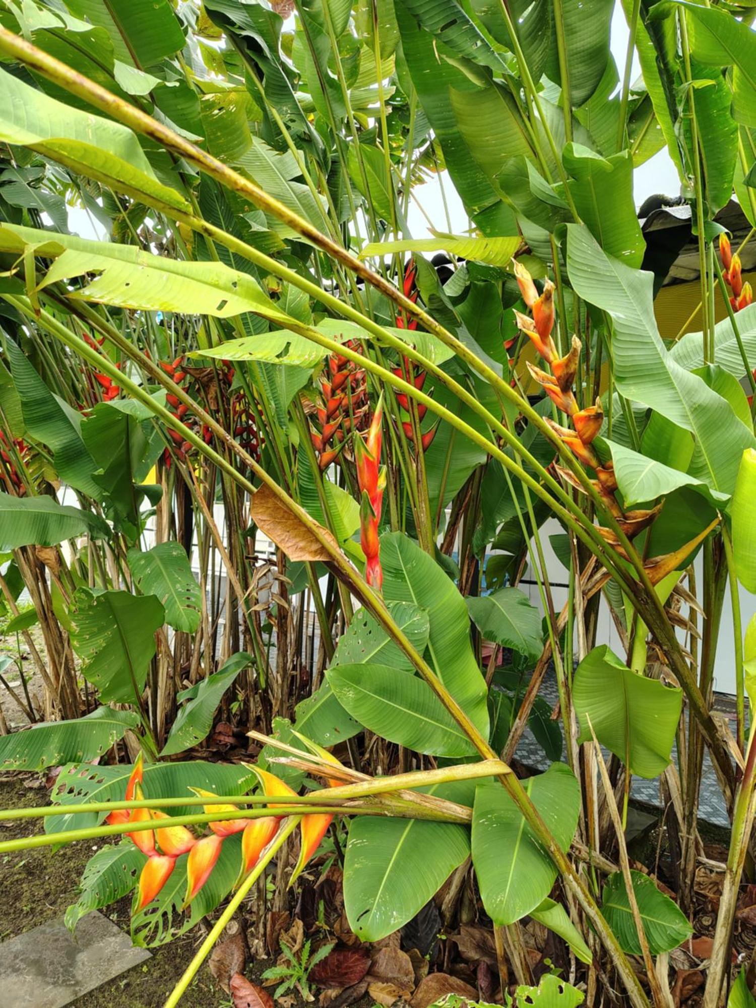 Pousada Lambaris Pereque Guaruja Luaran gambar